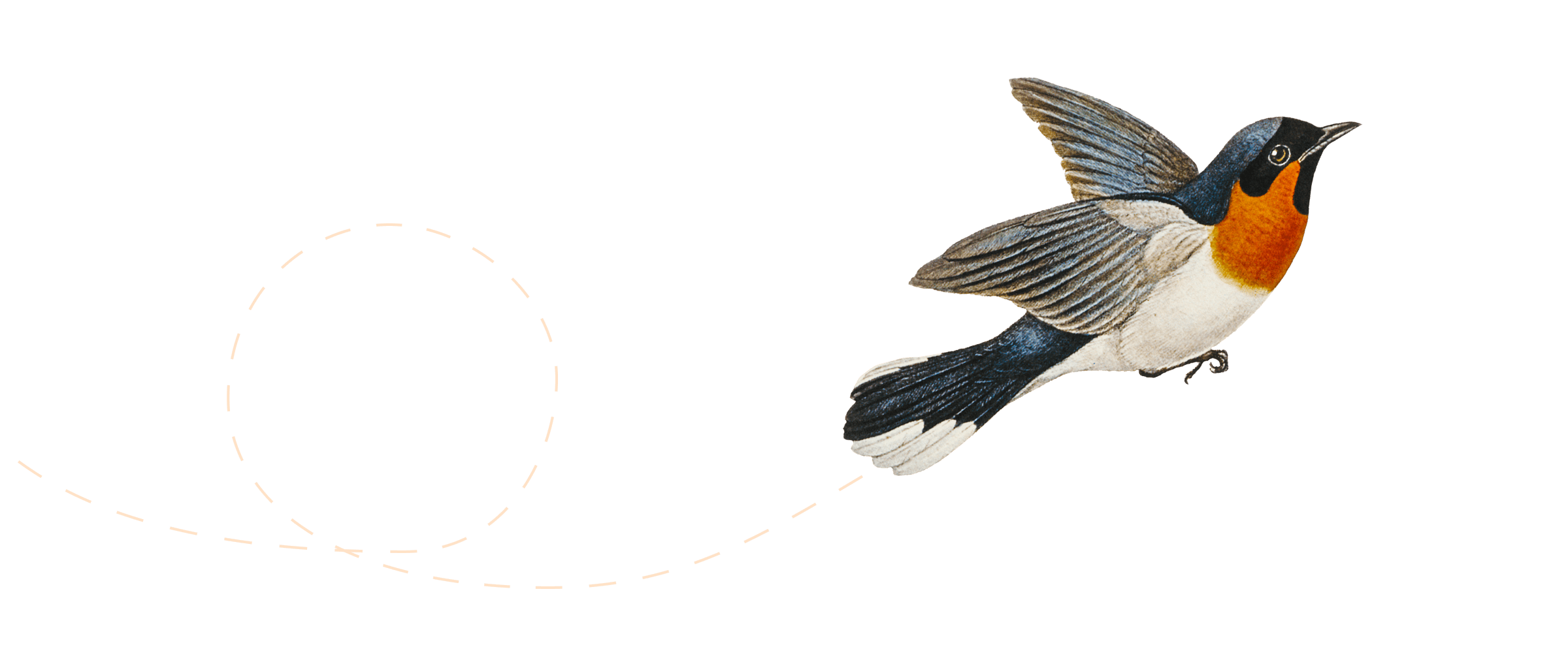 Illustration d‘un oiseau en vol.